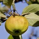 Pommier Reinette blanche du Canada