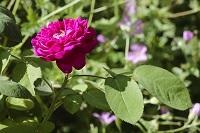 Une rose de Rescht du jardin du musée 