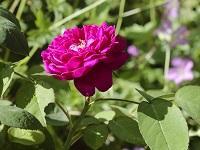 Une rose du jardin