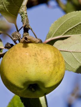 Pommier Reinette blanche du Canada