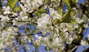 Fleurs de cerisier Griotte de Montmorency