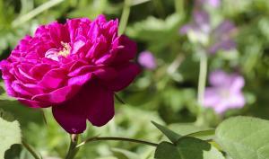 Rose de Rescht du jardin du musée