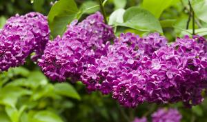 Lilas commun mauve