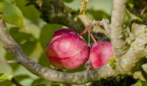 Pommier Starking Delicious