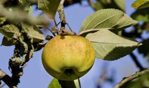 Pommier Reinette blanche du Canada