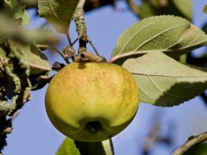 Pommier Reinette blanche du Canada