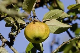 Pommier Reinette blanche du Canada