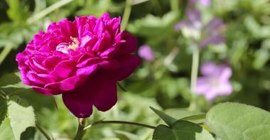 Rose de Rescht du jardin du musée