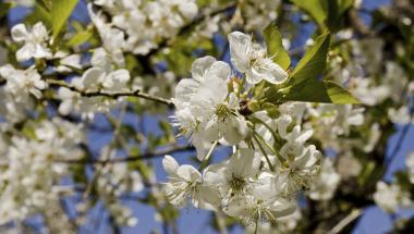 Fleurs de cerisier Griotte de Montmorency