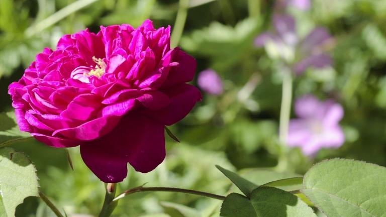 Rose de Rescht du jardin du musée