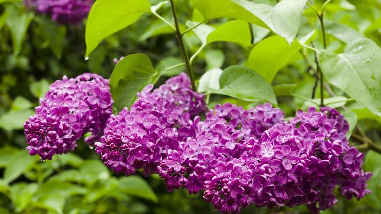 Lilas