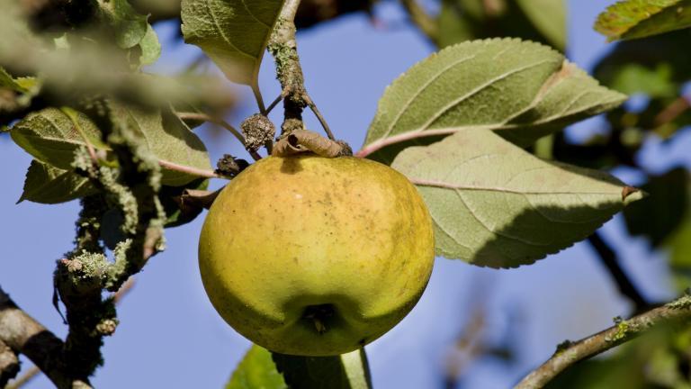 Pommier Reinette blanche du Canada